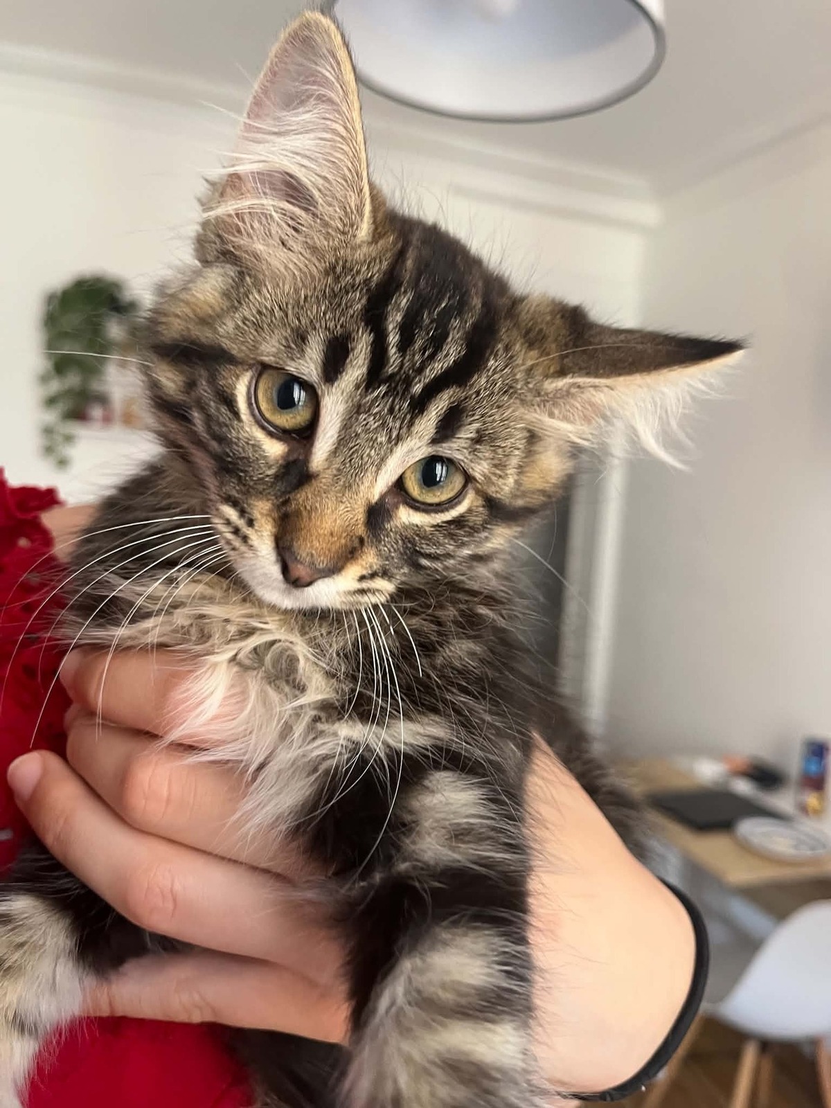 Adoption Yuzu