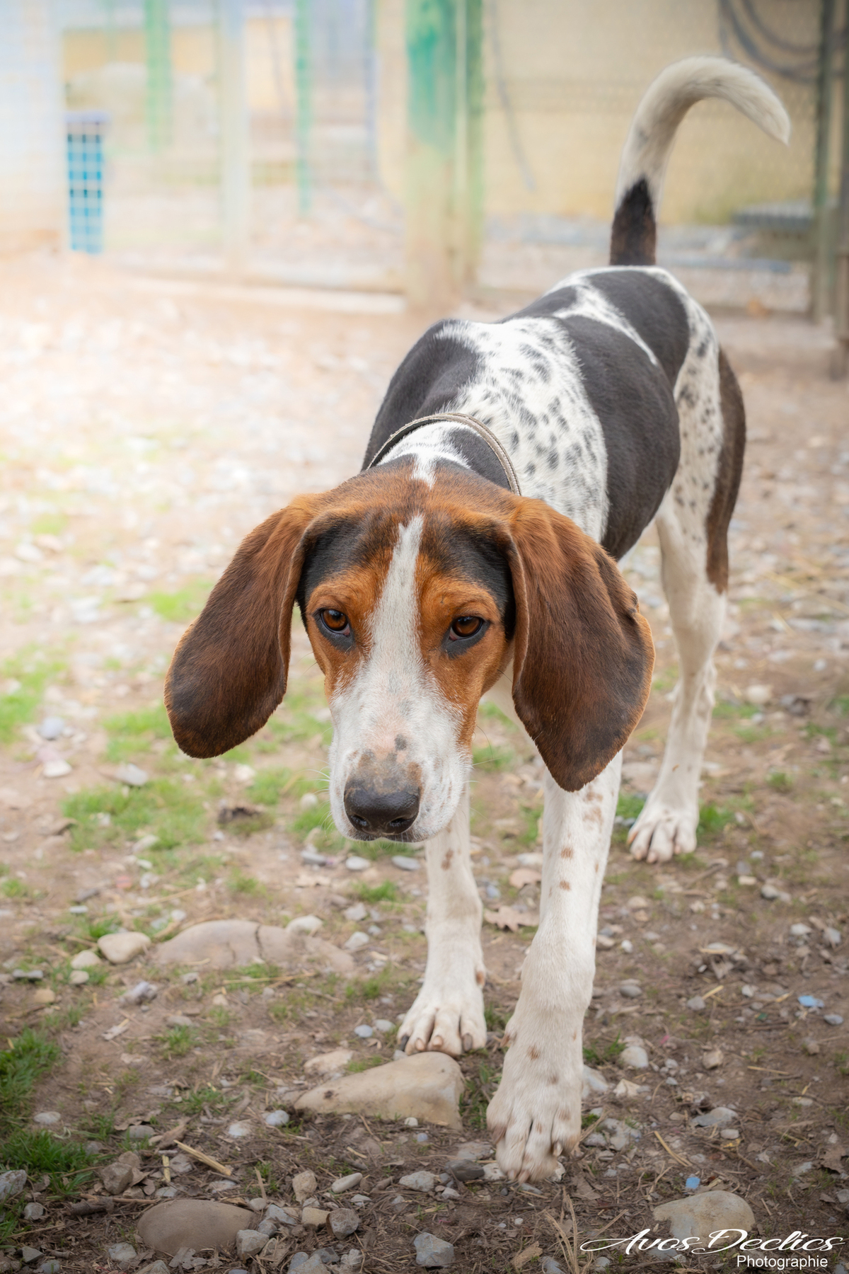 Adoption Rio