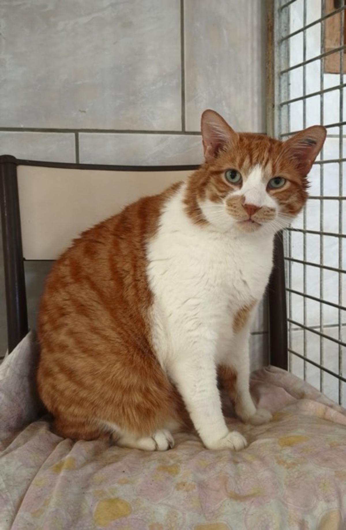 Adoption ROCKY