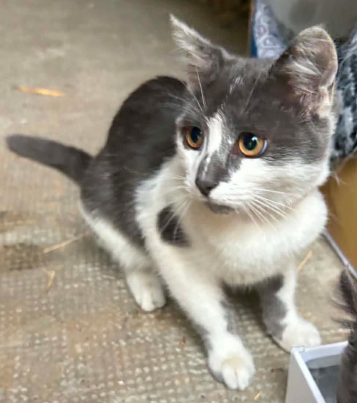 Adoption Pixie