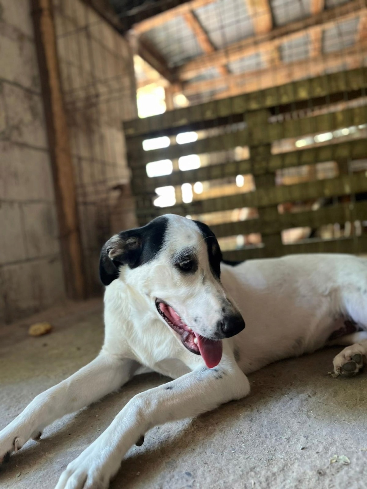 Adoption Tasha