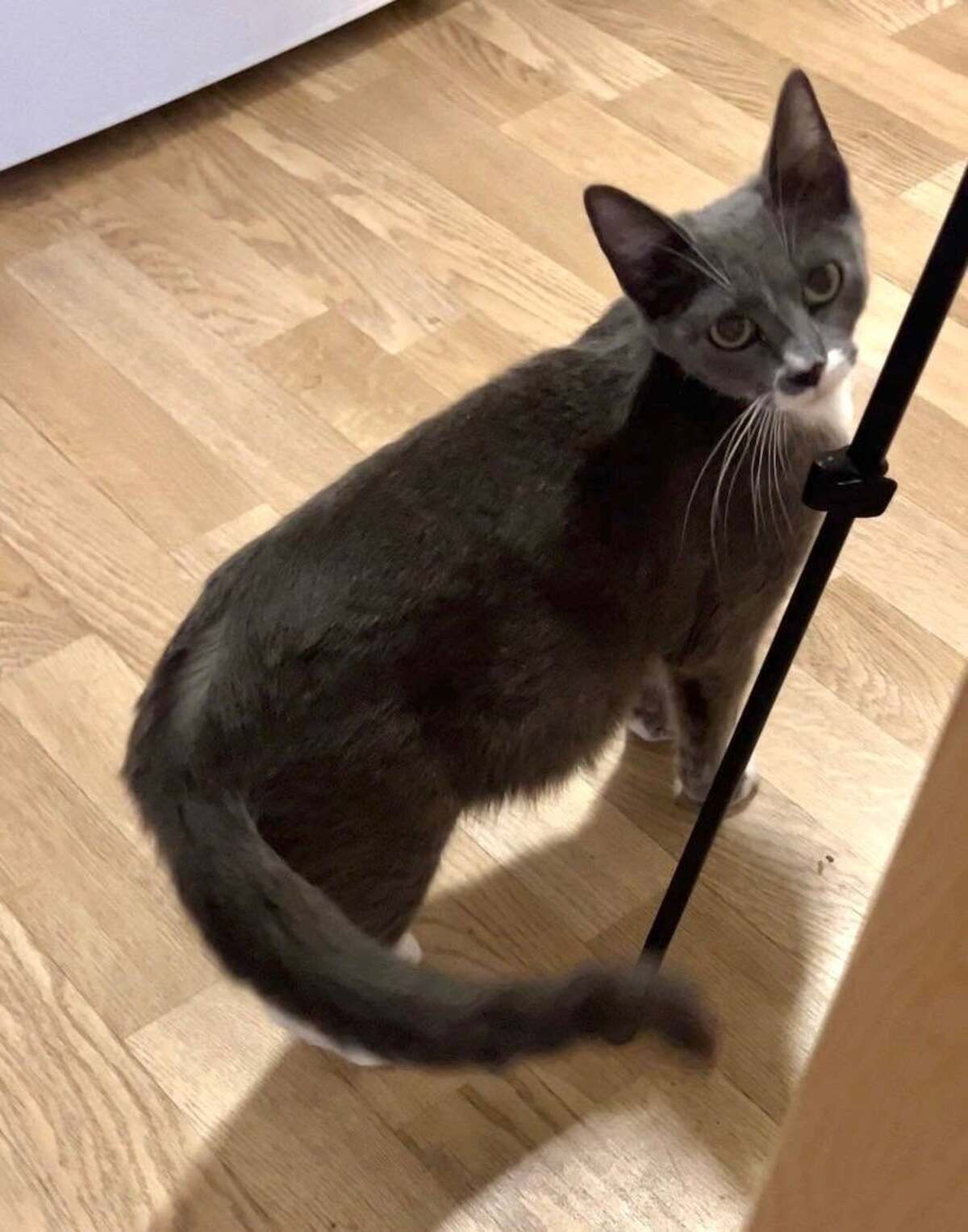 Adoption Beryl