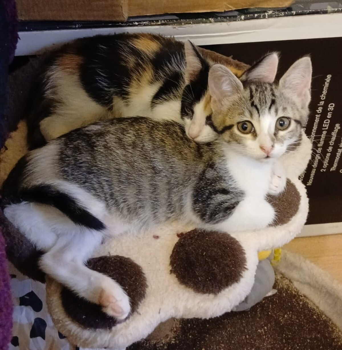 Adoption Fratrie