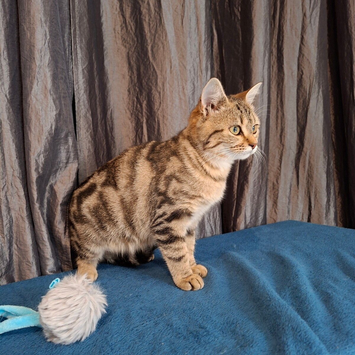 Adoption Mina