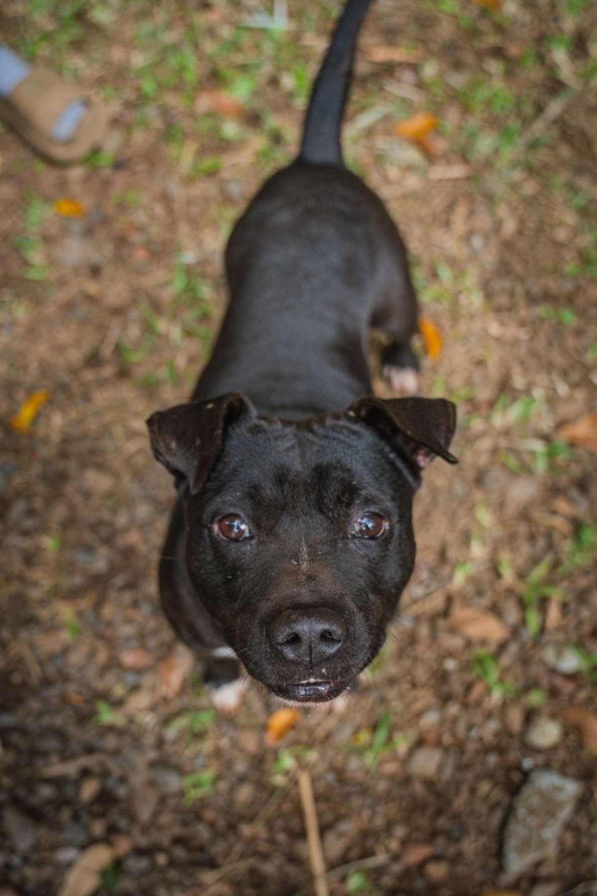 Adoption Tyson