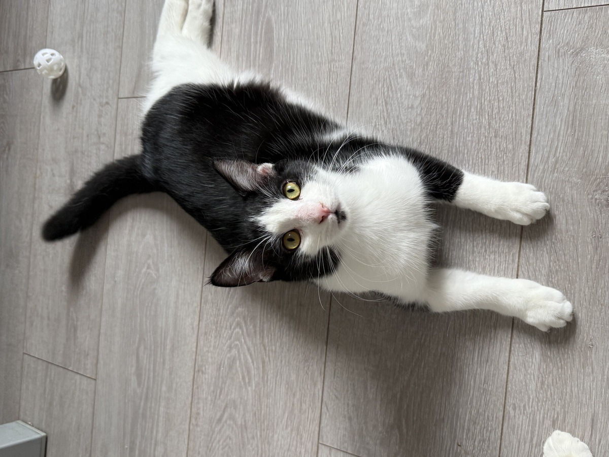 Adoption Ozzy et Eliott