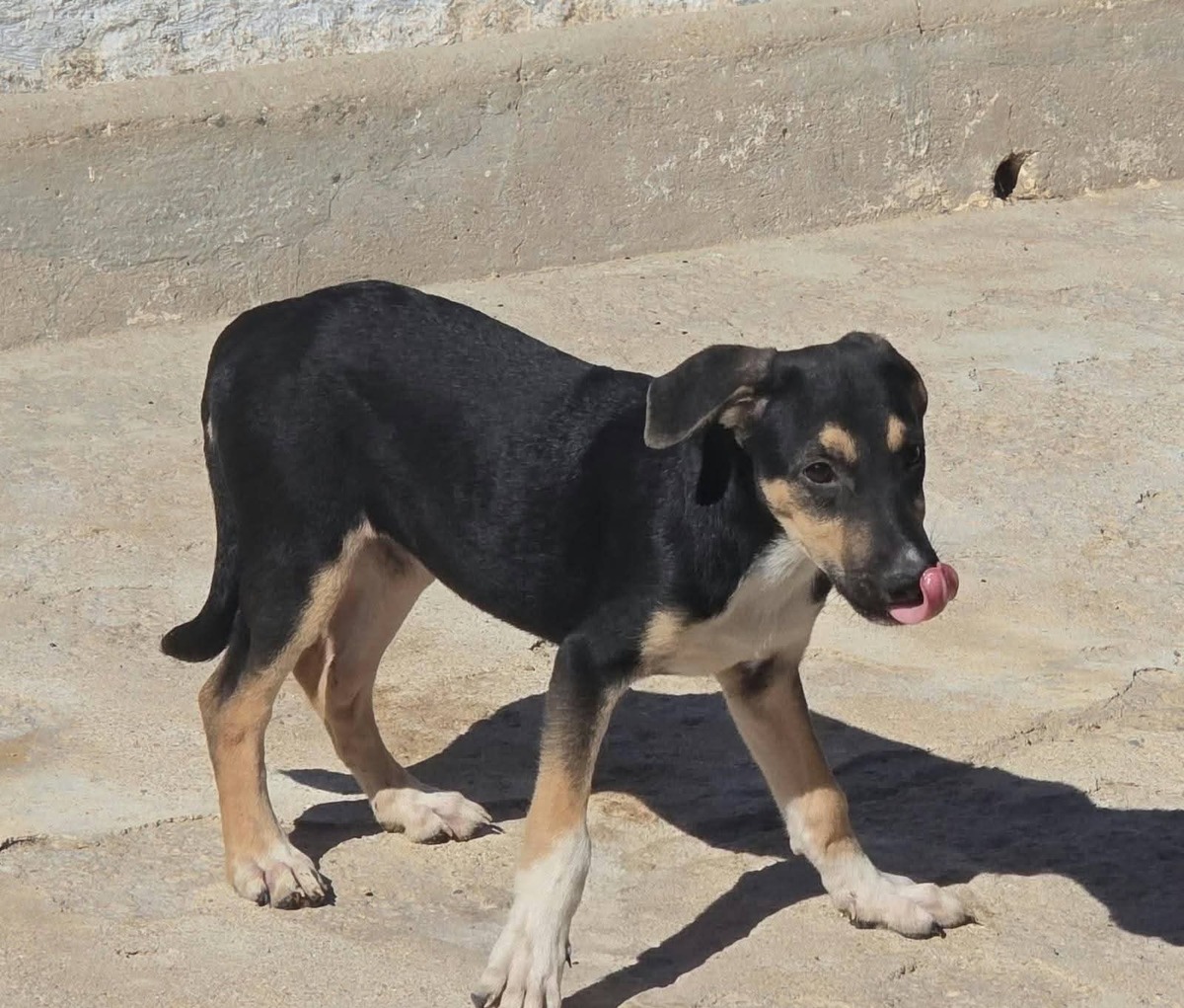 Adoption Bijou 