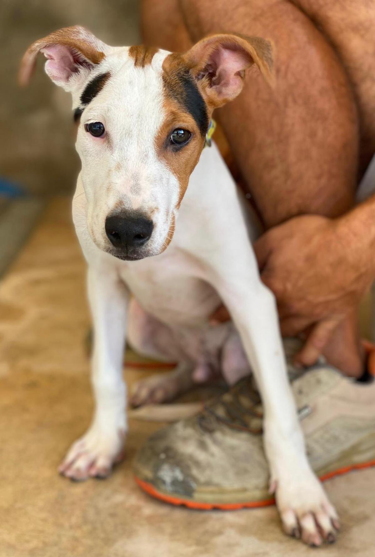 Adoption Benjamin