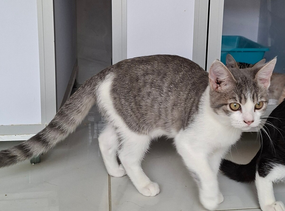 Adoption BUSTER