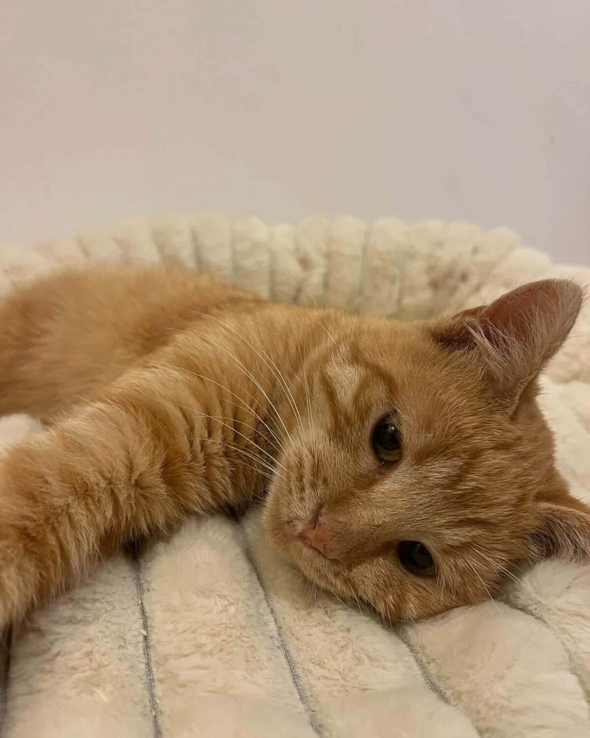 Adoption Cheddar 