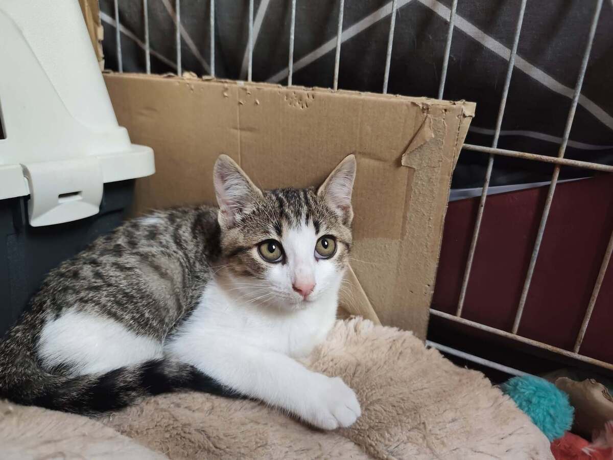 Adoption Boréale 