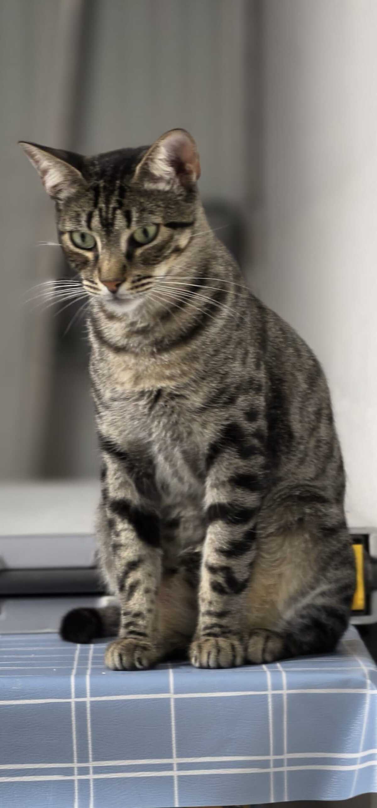 Adoption PEGGY