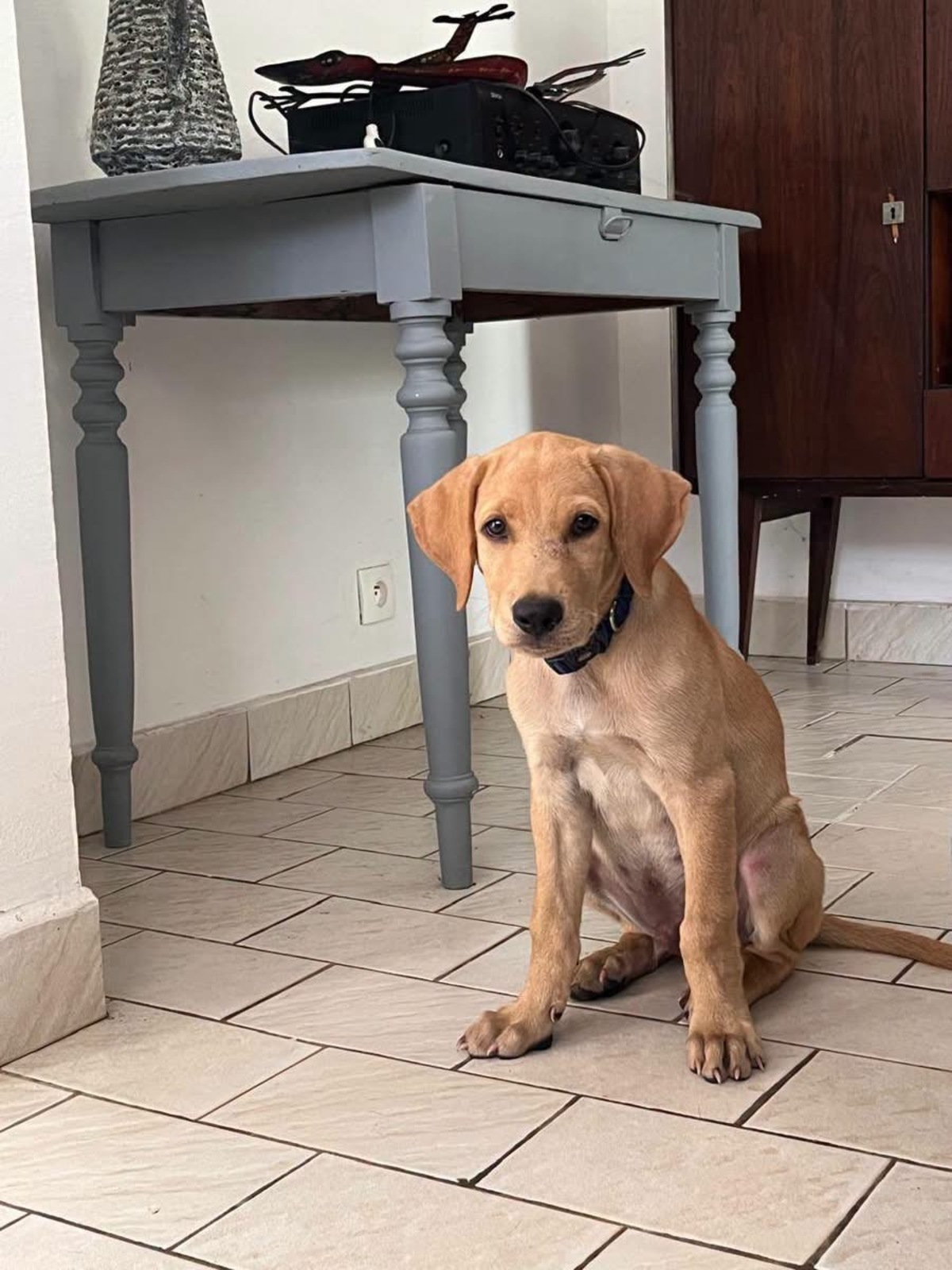 Adoption Chabin