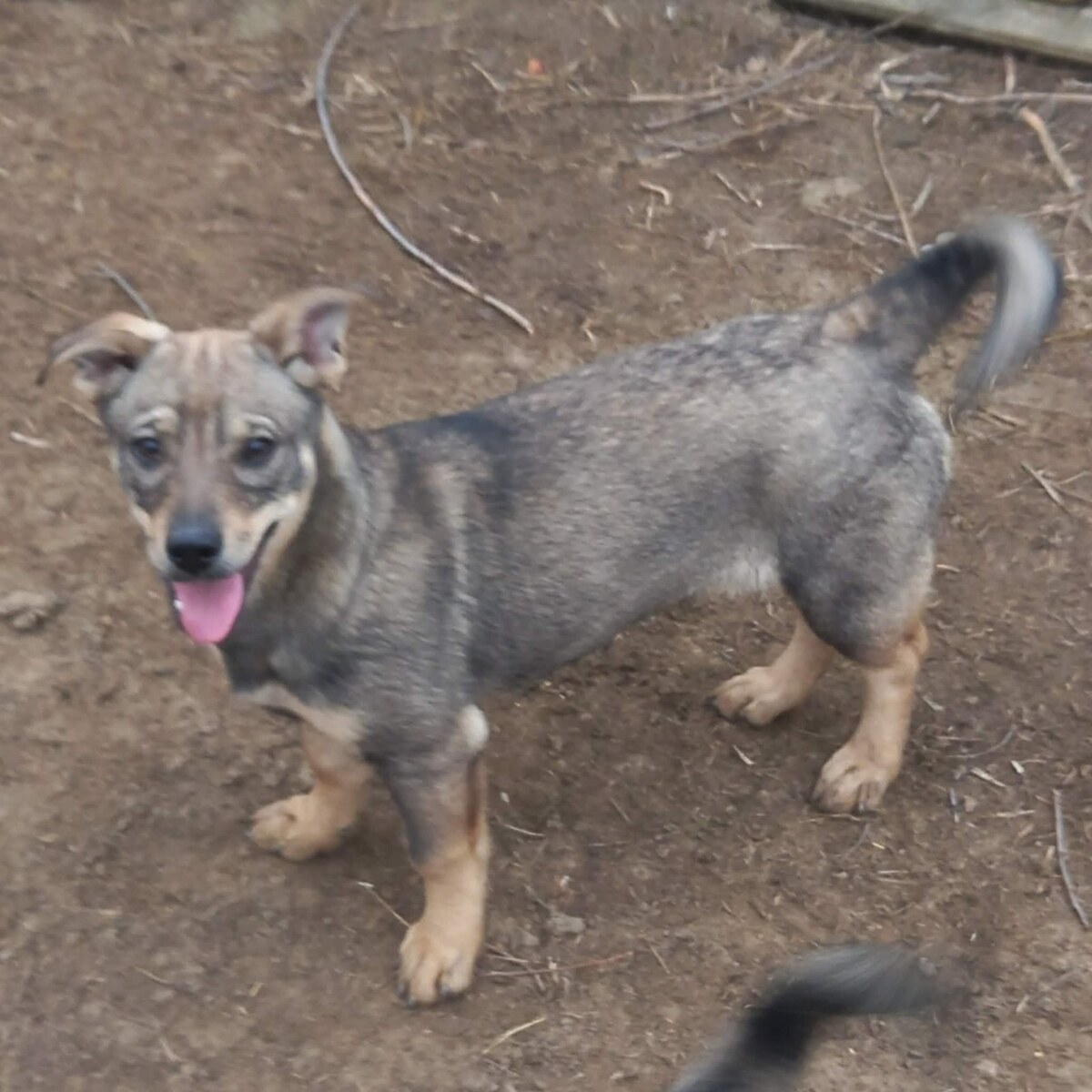 Adoption Elda