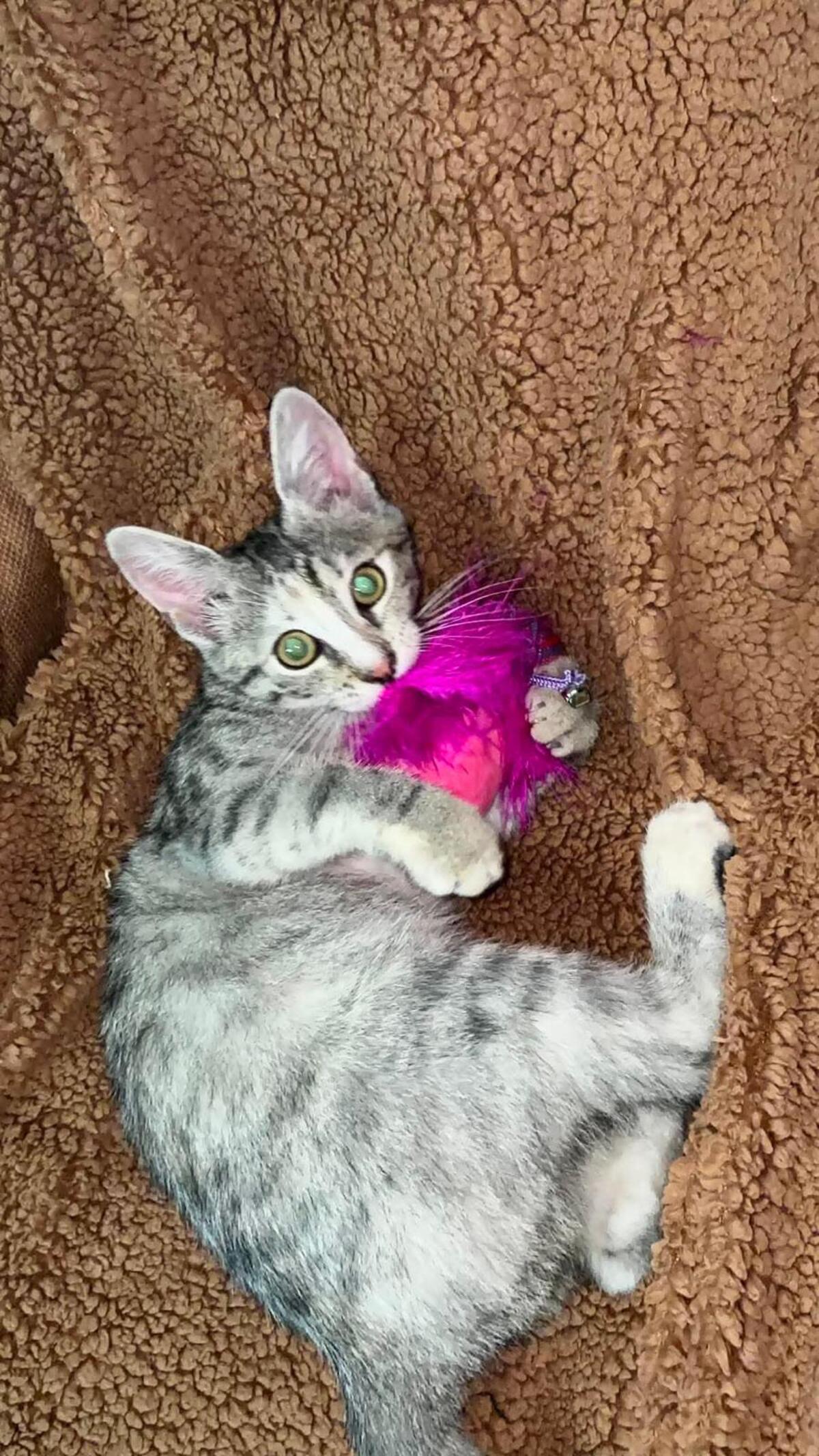 Adoption Mia