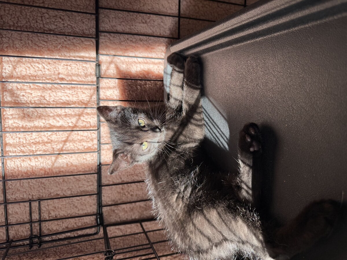 Adoption Bornéo