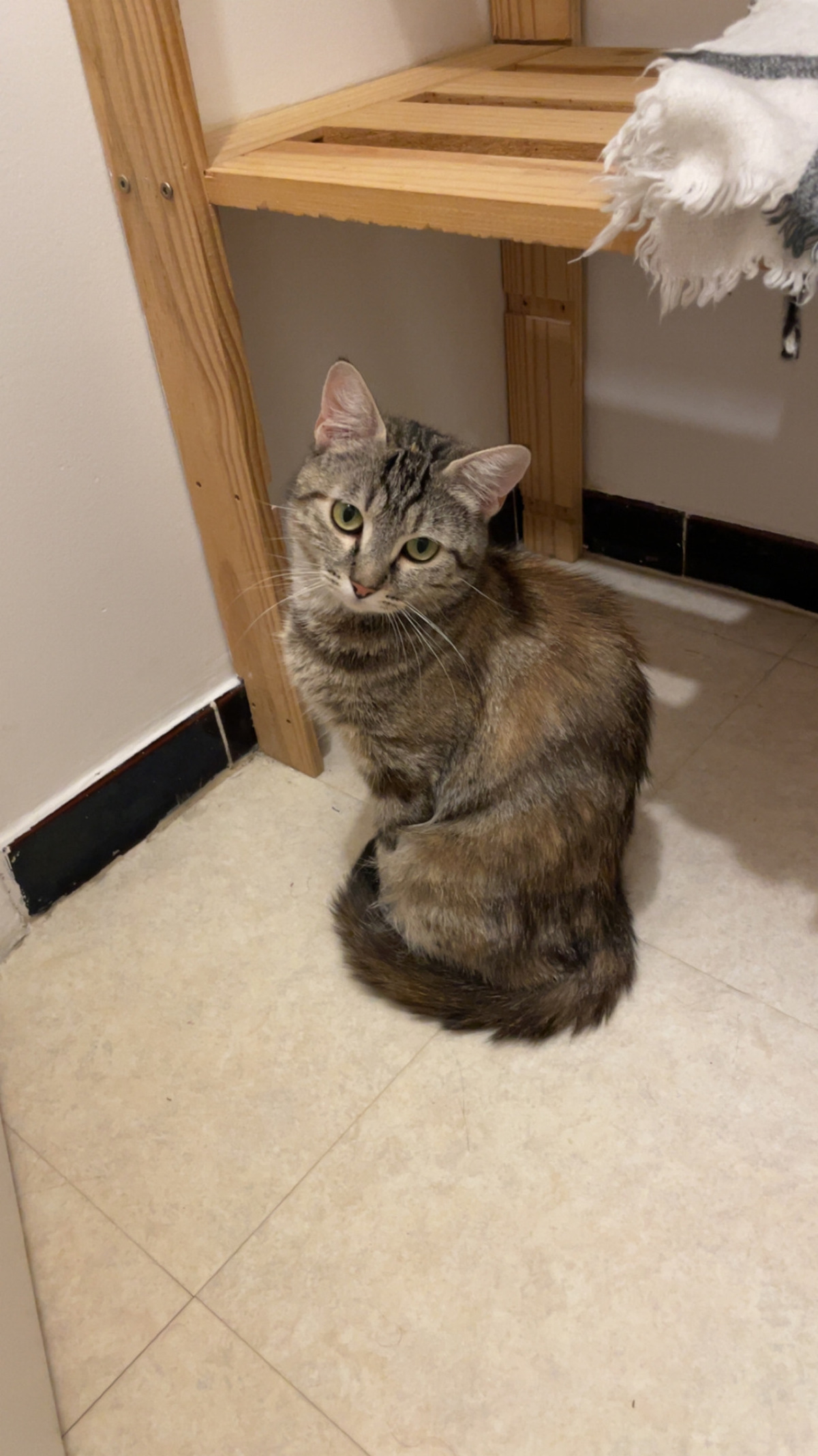 Adoption Fricassée