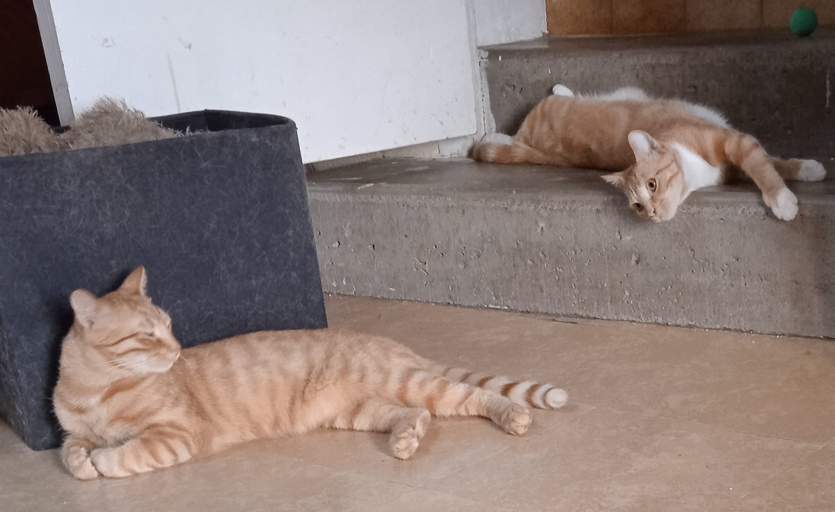 Adoption Lowe et Saphyr
