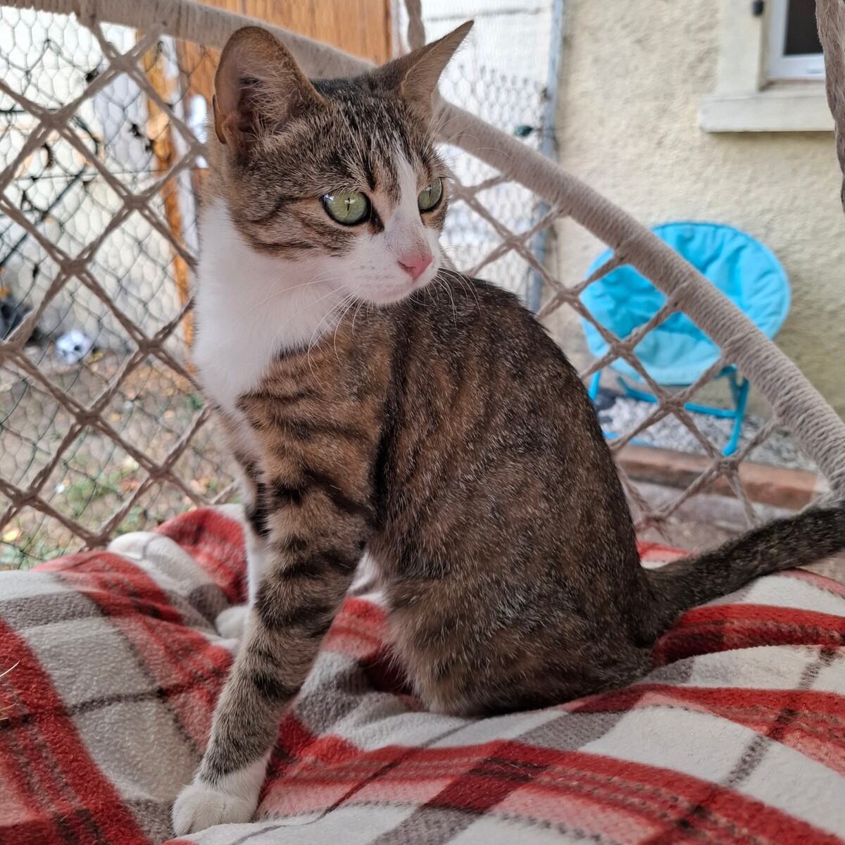Adoption Borgia