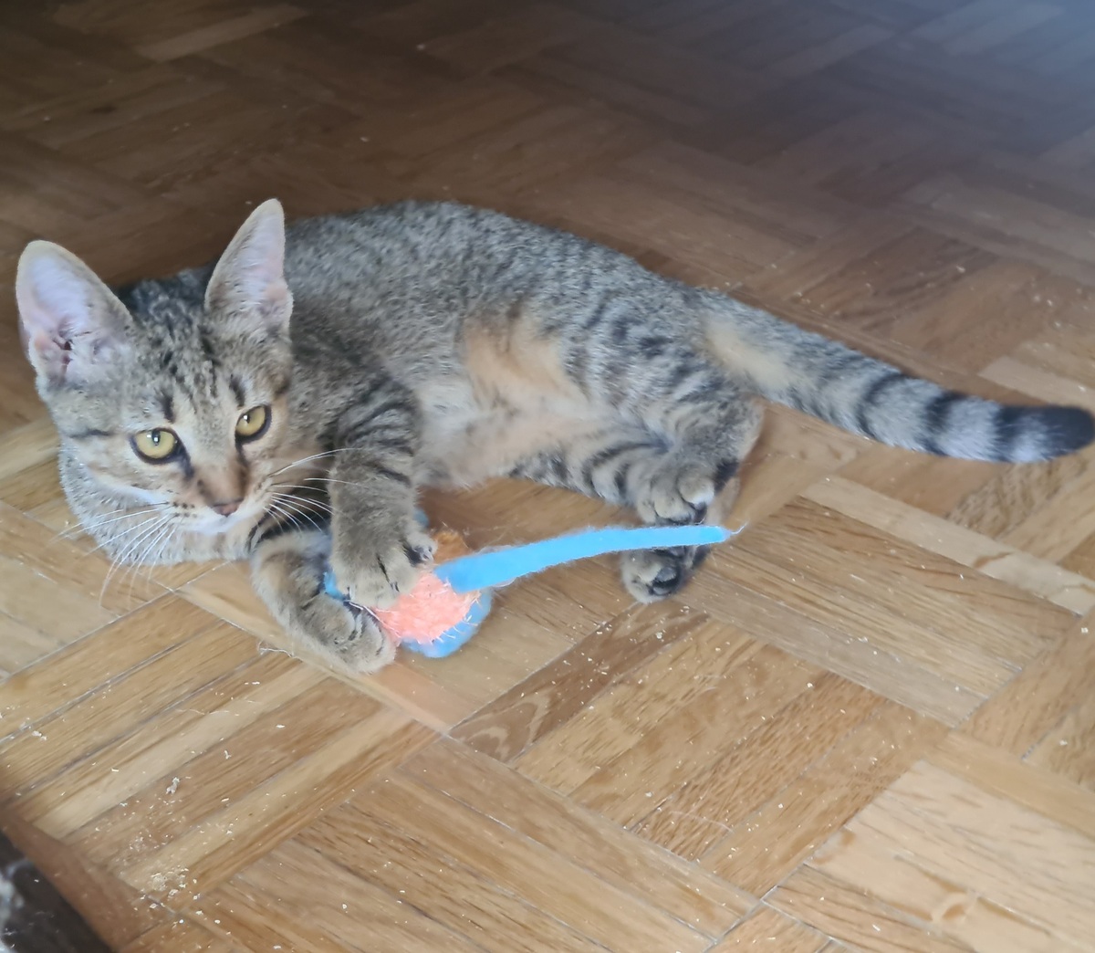 Adoption Rhapsodie