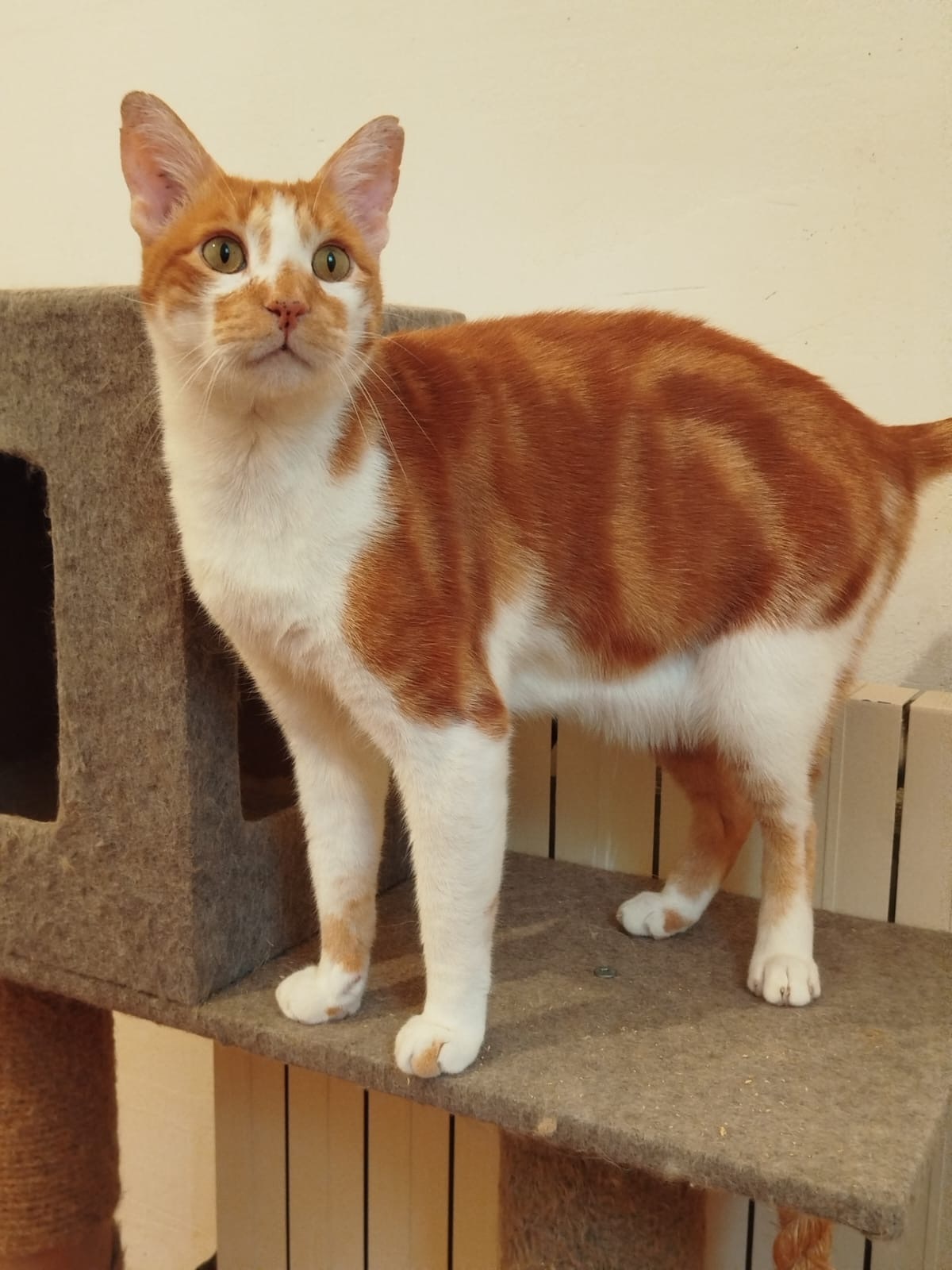 Adoption Nestor