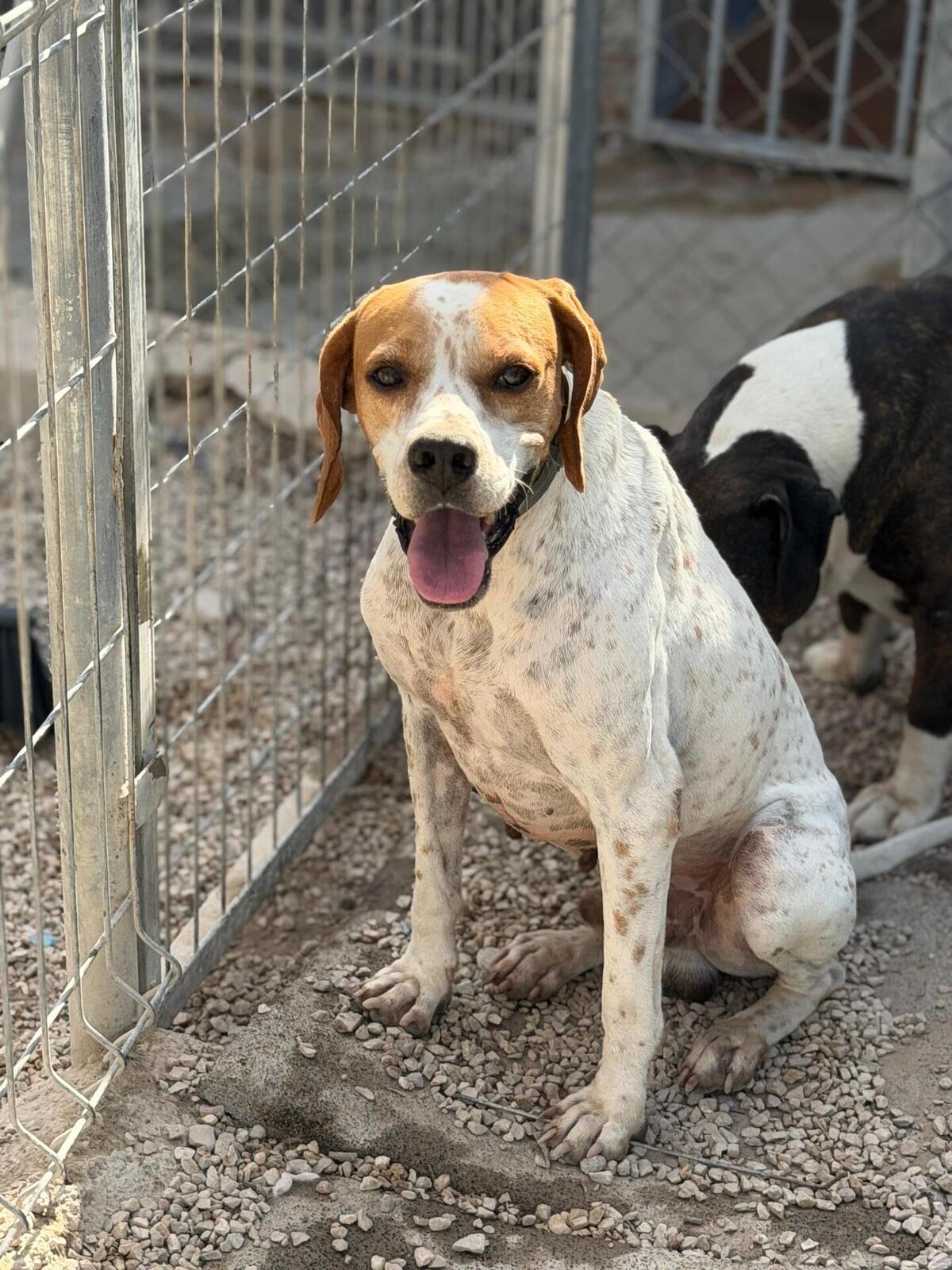 Adoption Thor