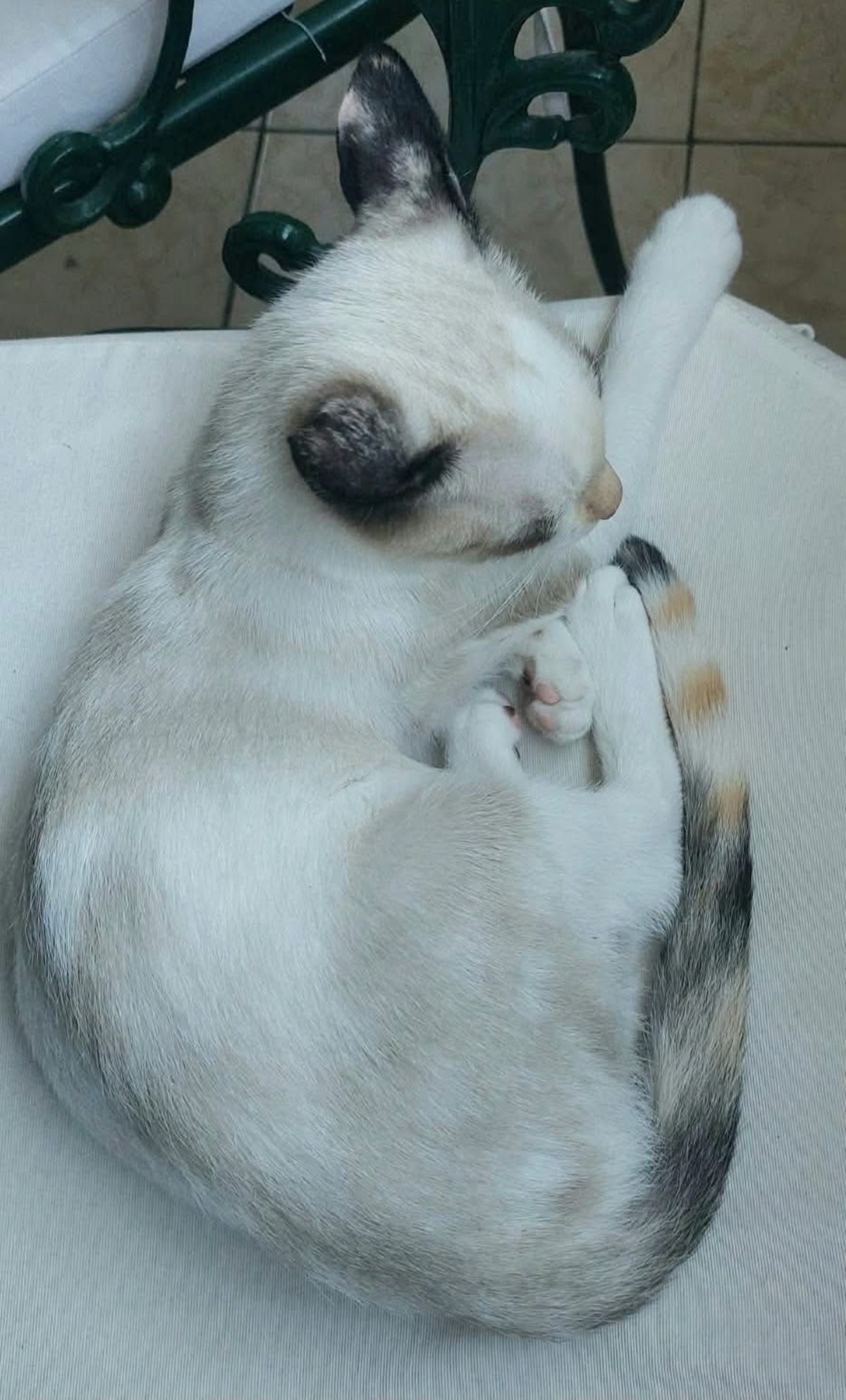 Adoption Madalena  