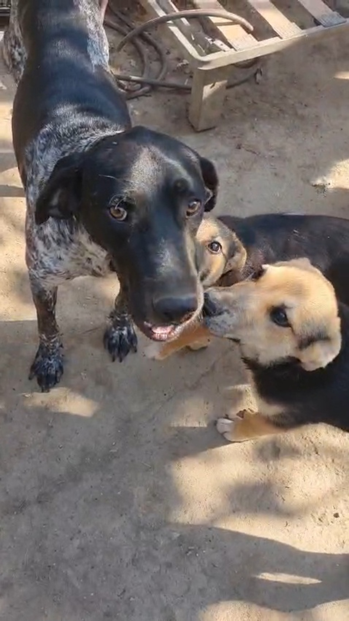 Adoption Abanos