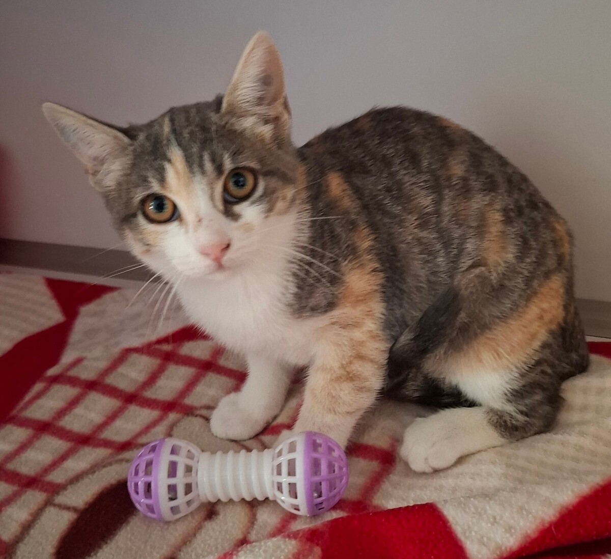 Adoption Betsi