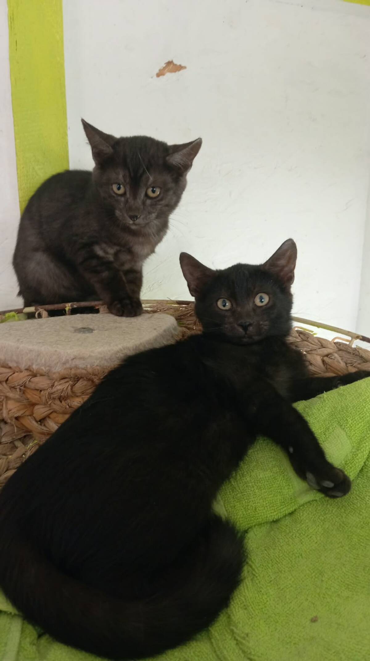 Adoption Romeo