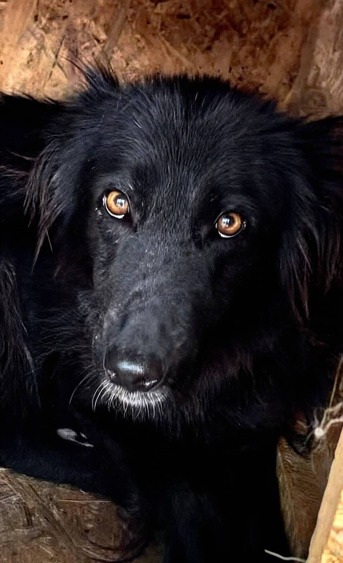 Adoption Lia