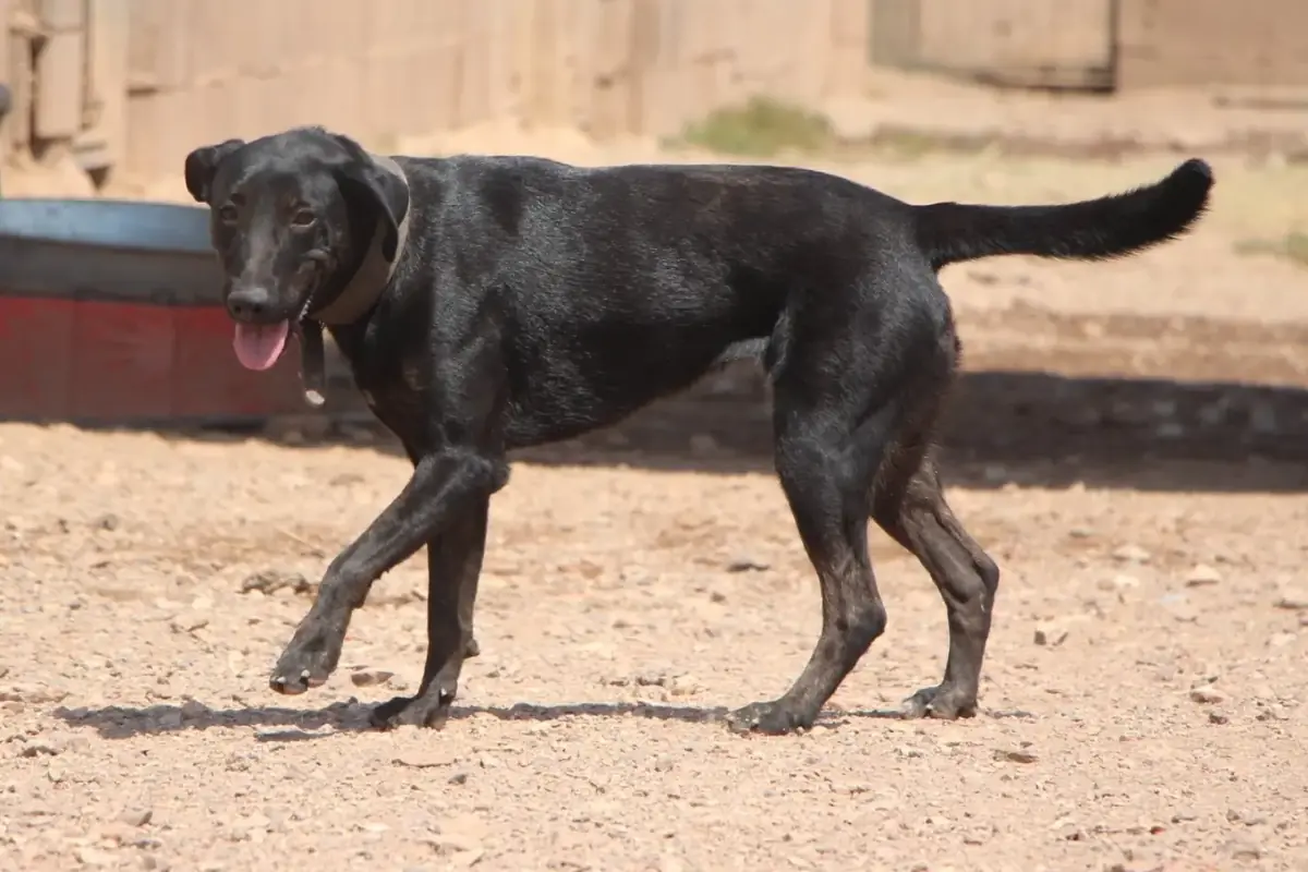 Adoption Anastasia