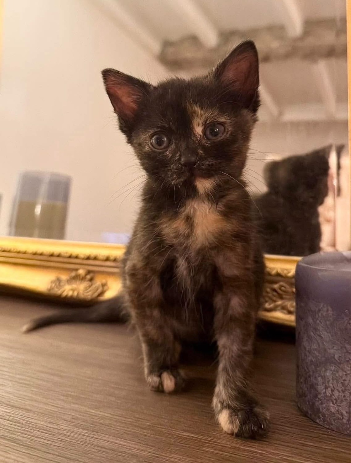 Adoption Bonnemine 