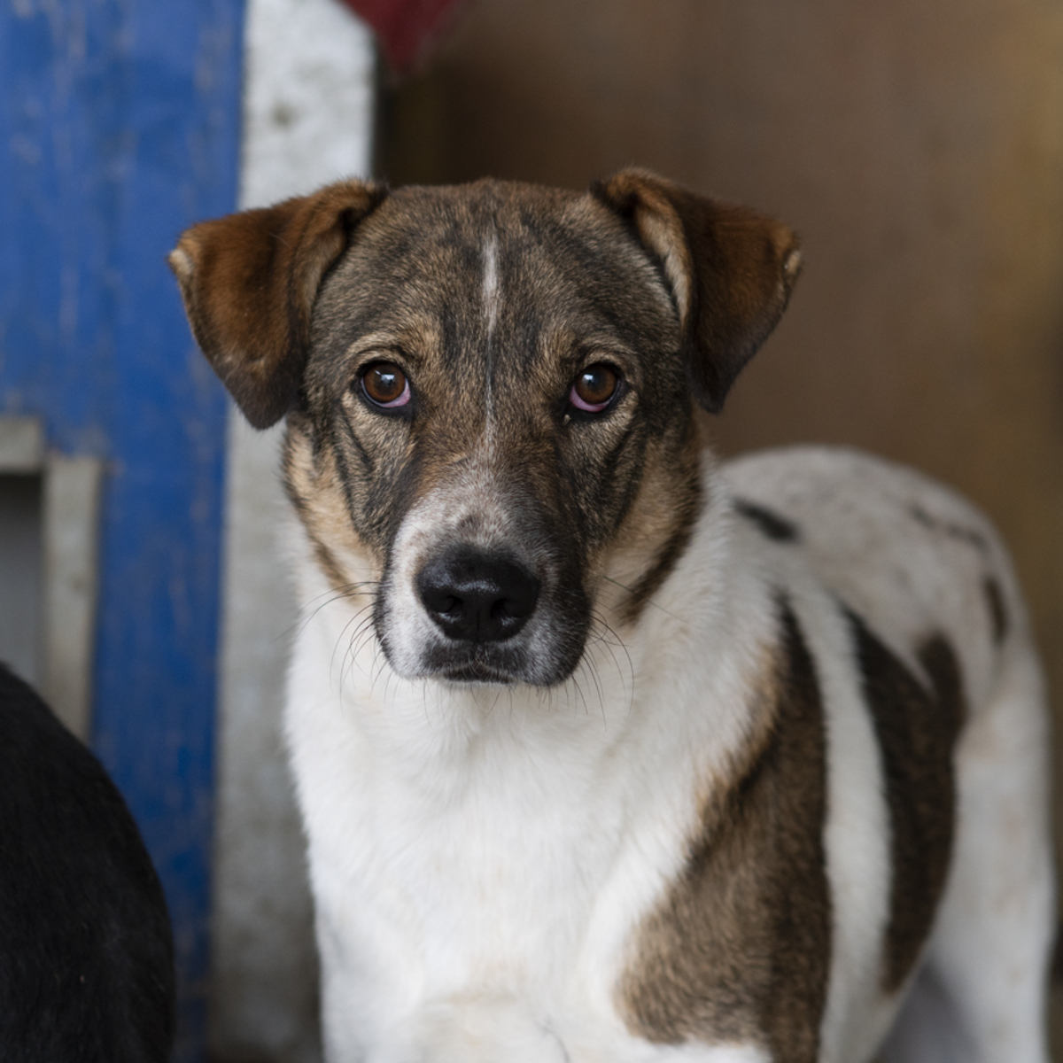 Adoption Fidji