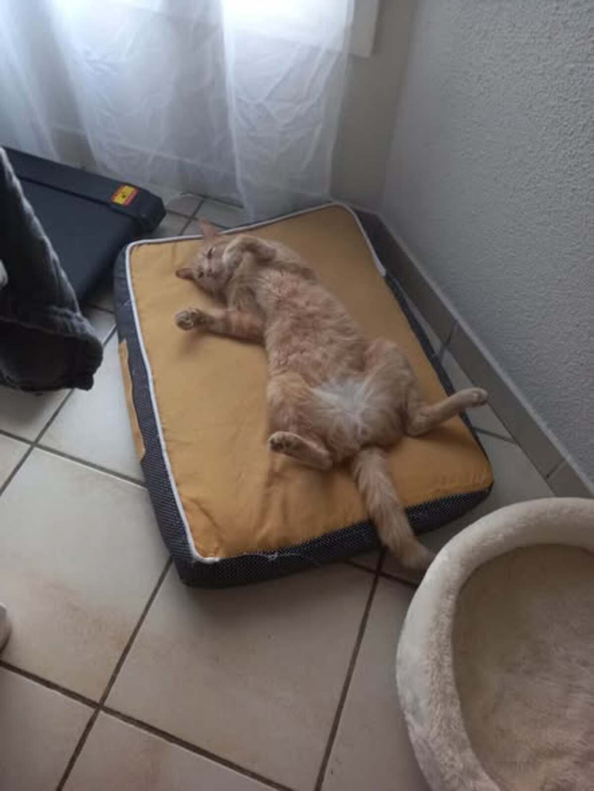 Adoption Caramel
