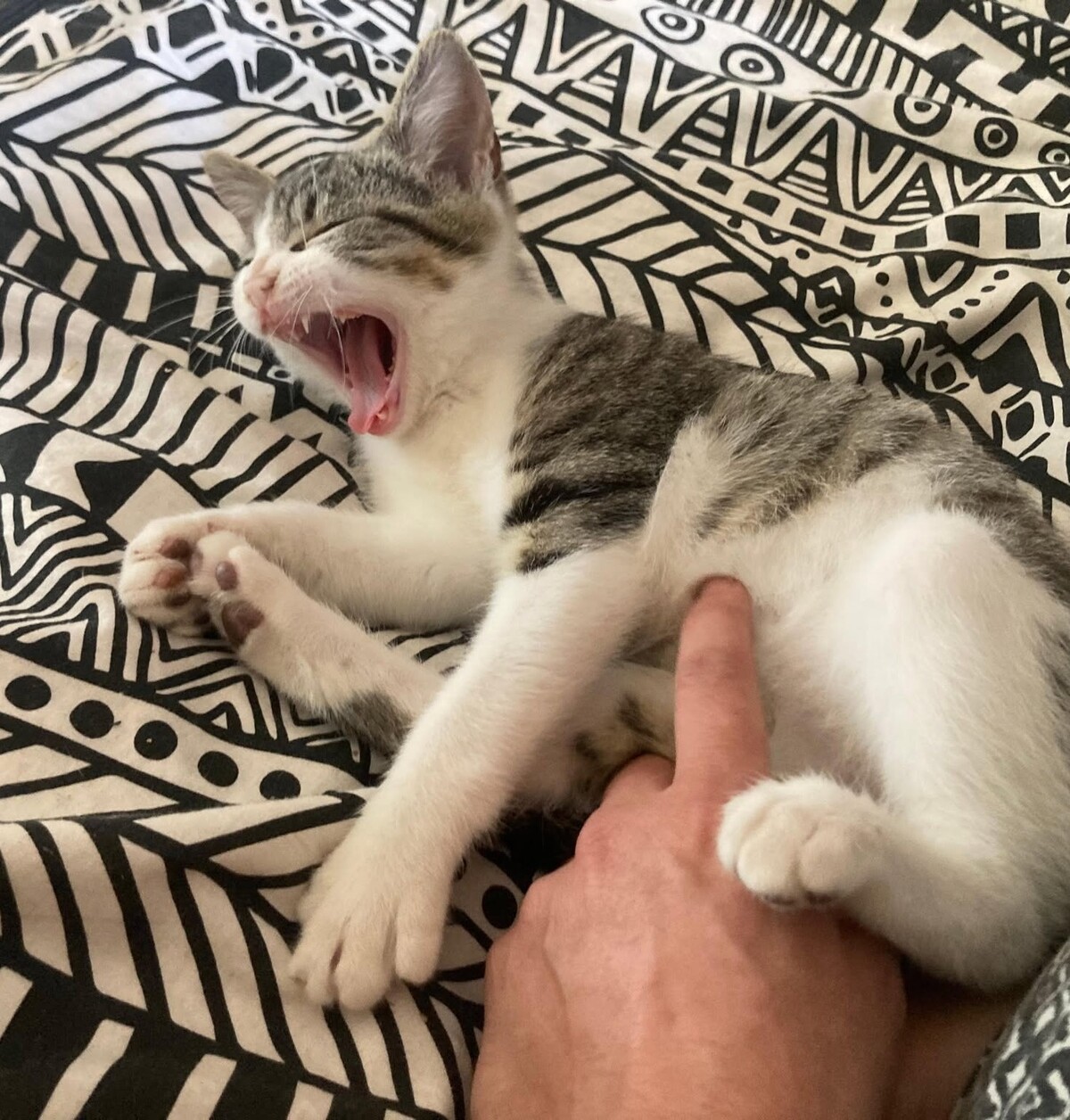Adoption Bilbo