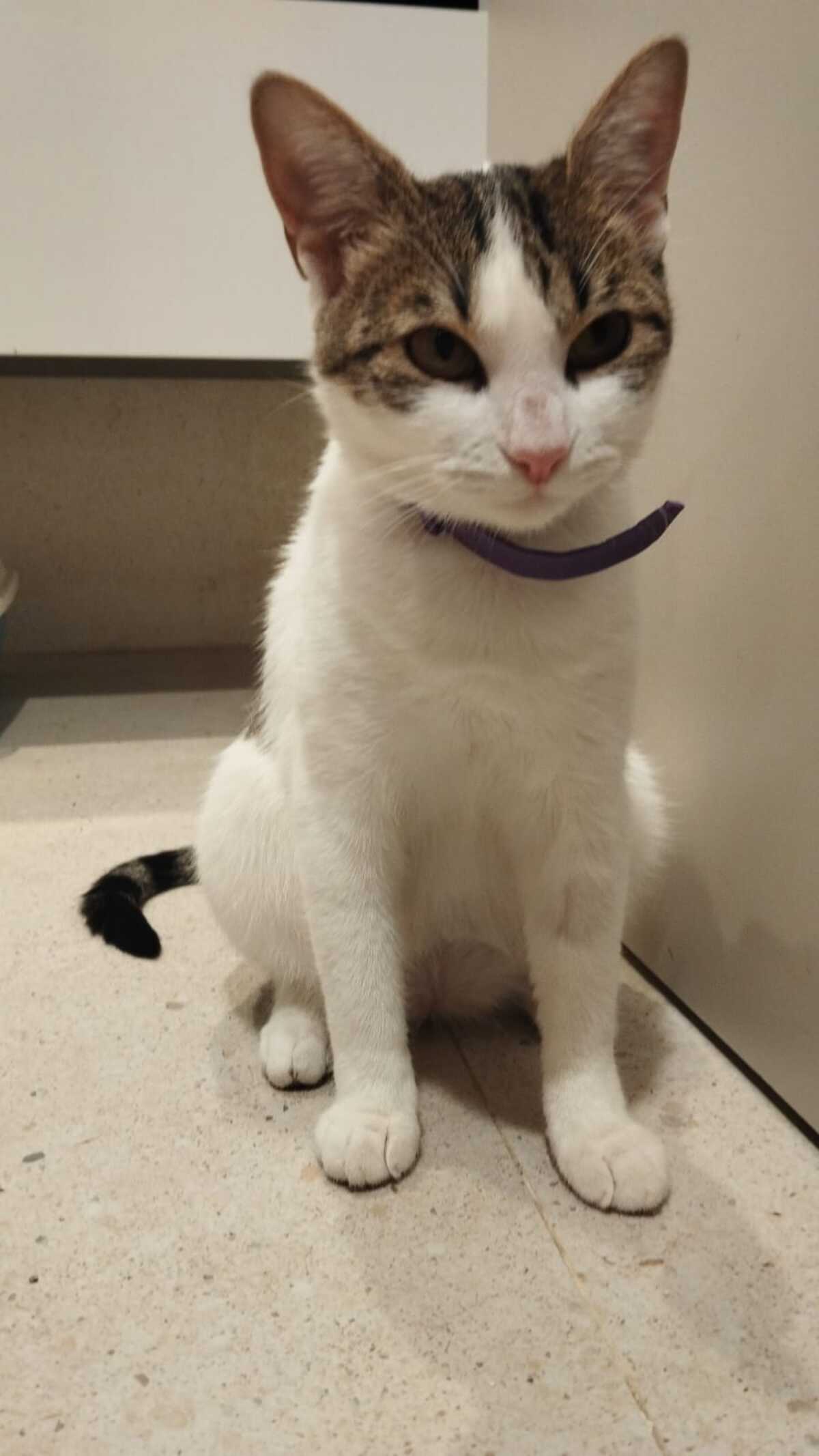 Adoption Lulu