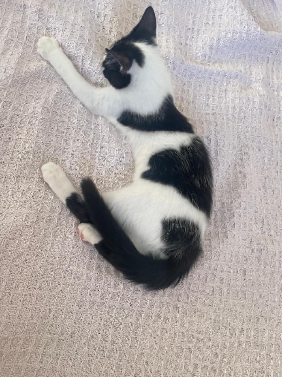 Adoption Arthur