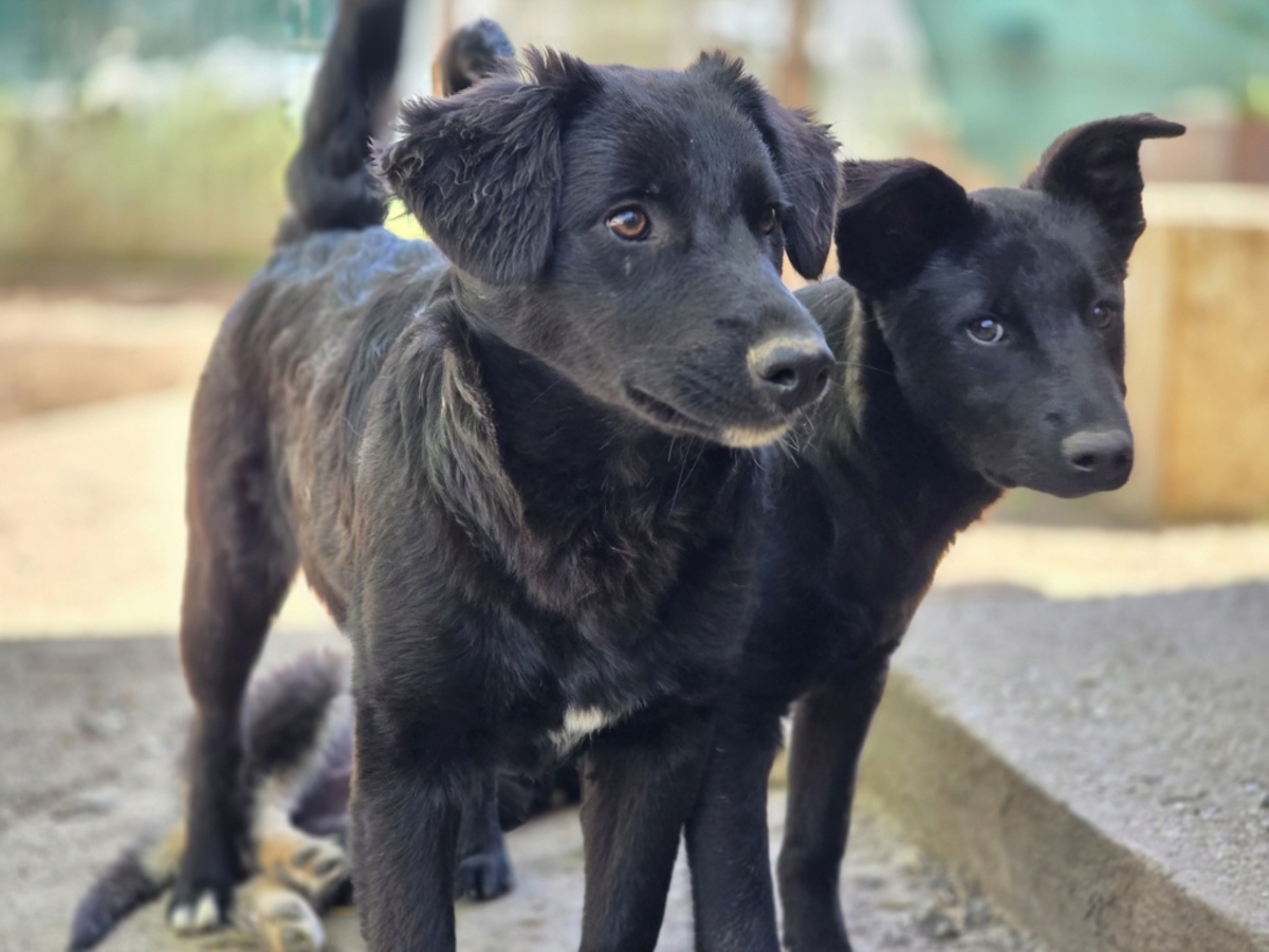 Adoption Ailani