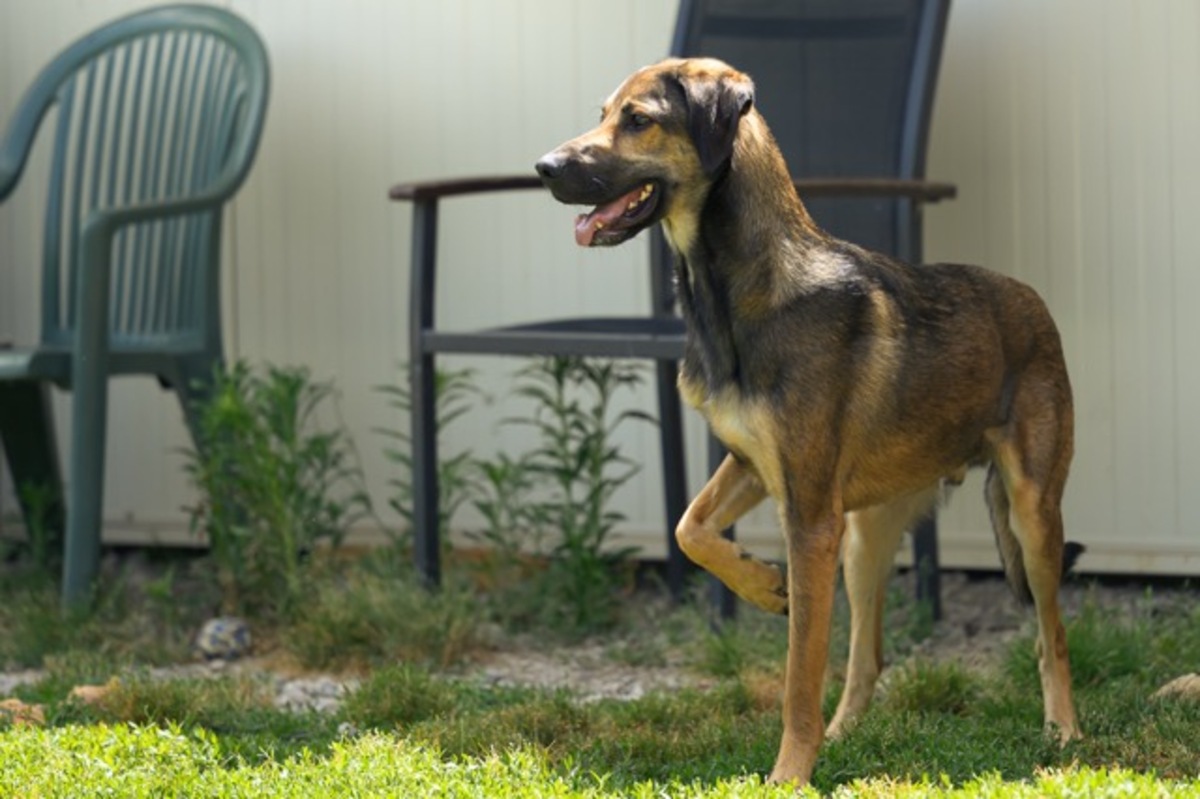 Adoption DARKO