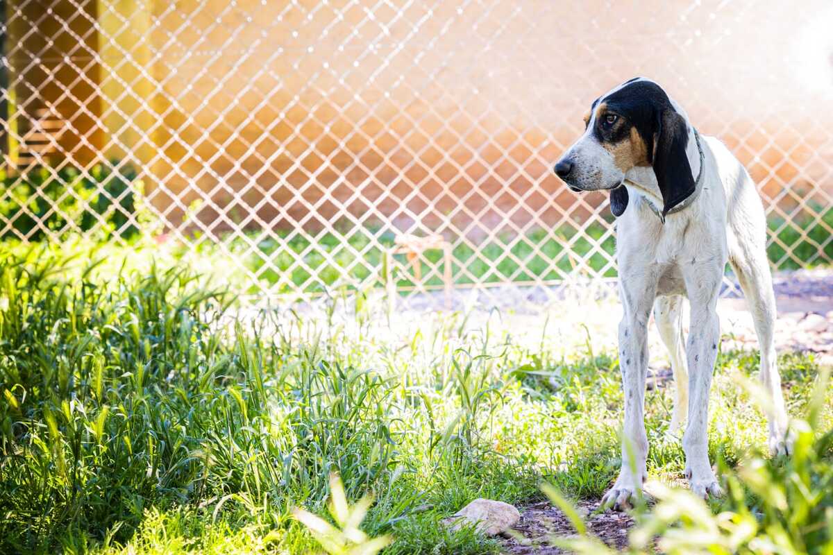 Adoption Bim'S