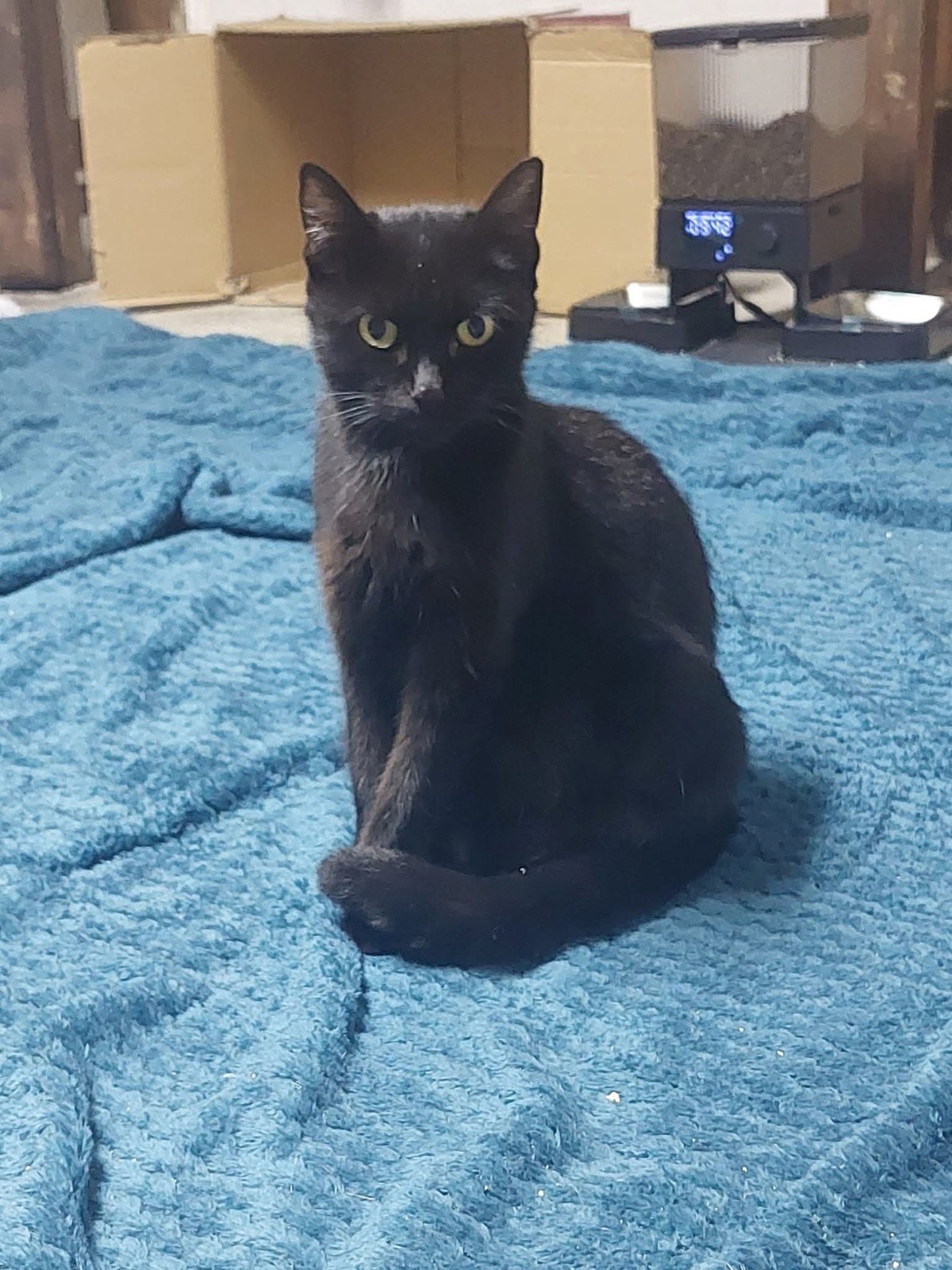 Adoption Pépite