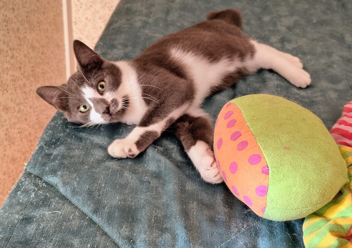 Adoption Zèbre