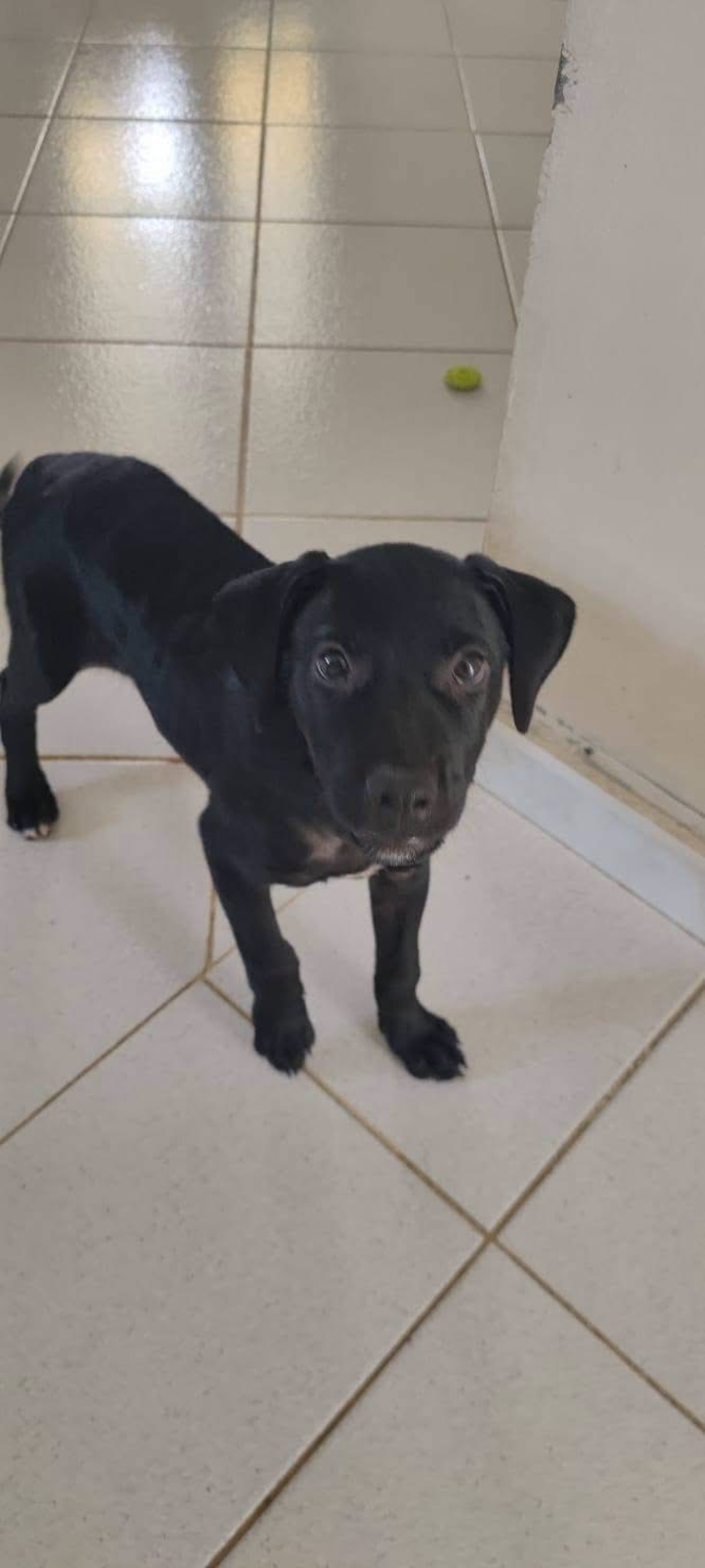 Adoption Baila