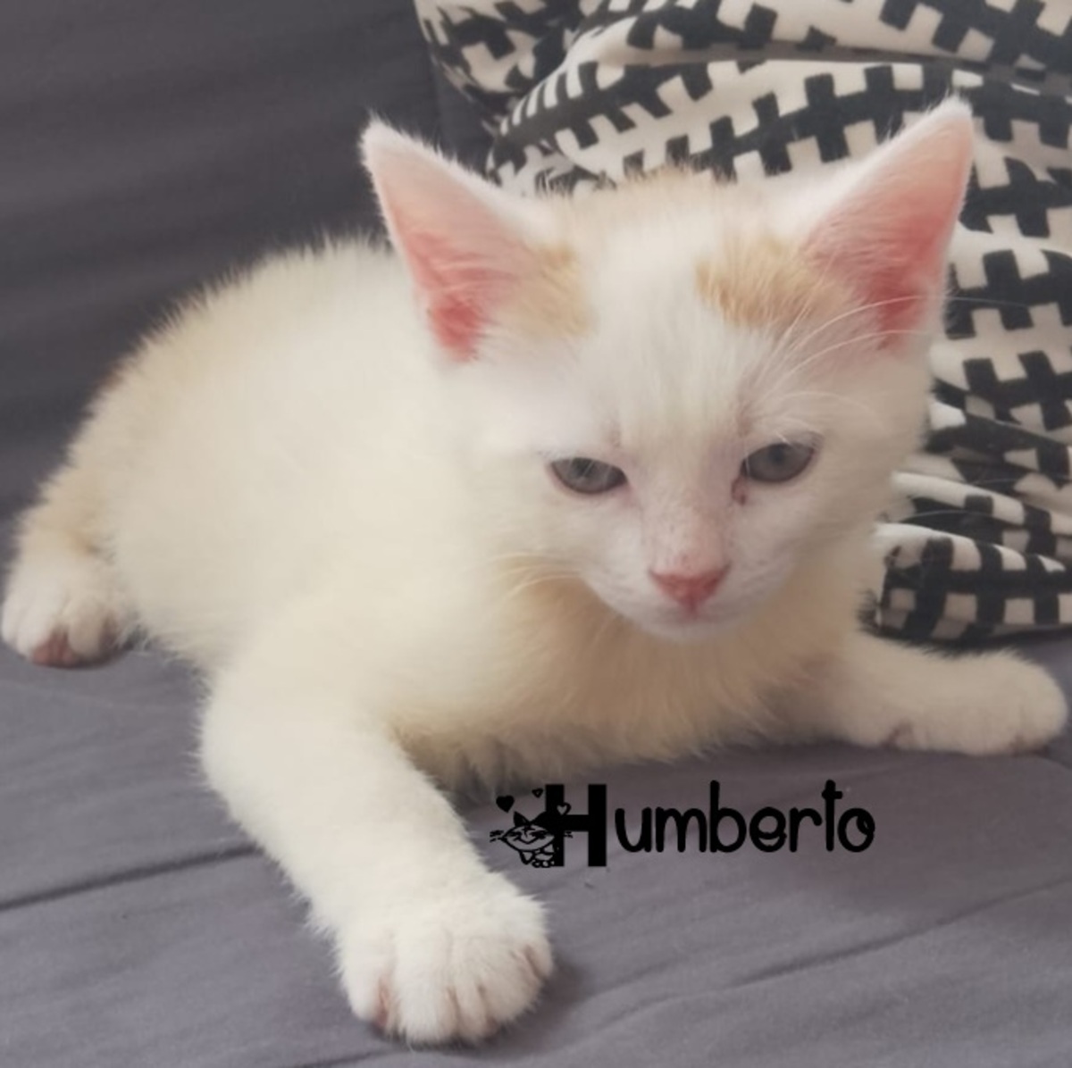 Adoption Humberto