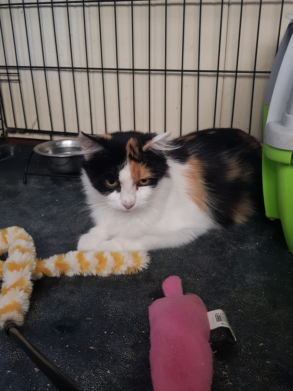 Adoption Sari