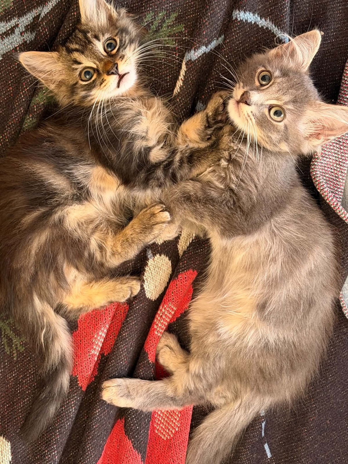 Adoption François
