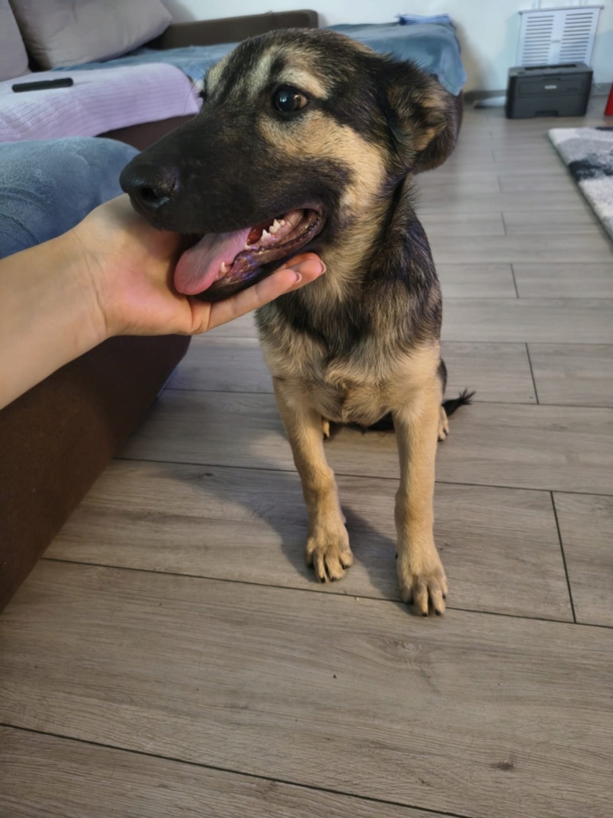 Adoption Shado