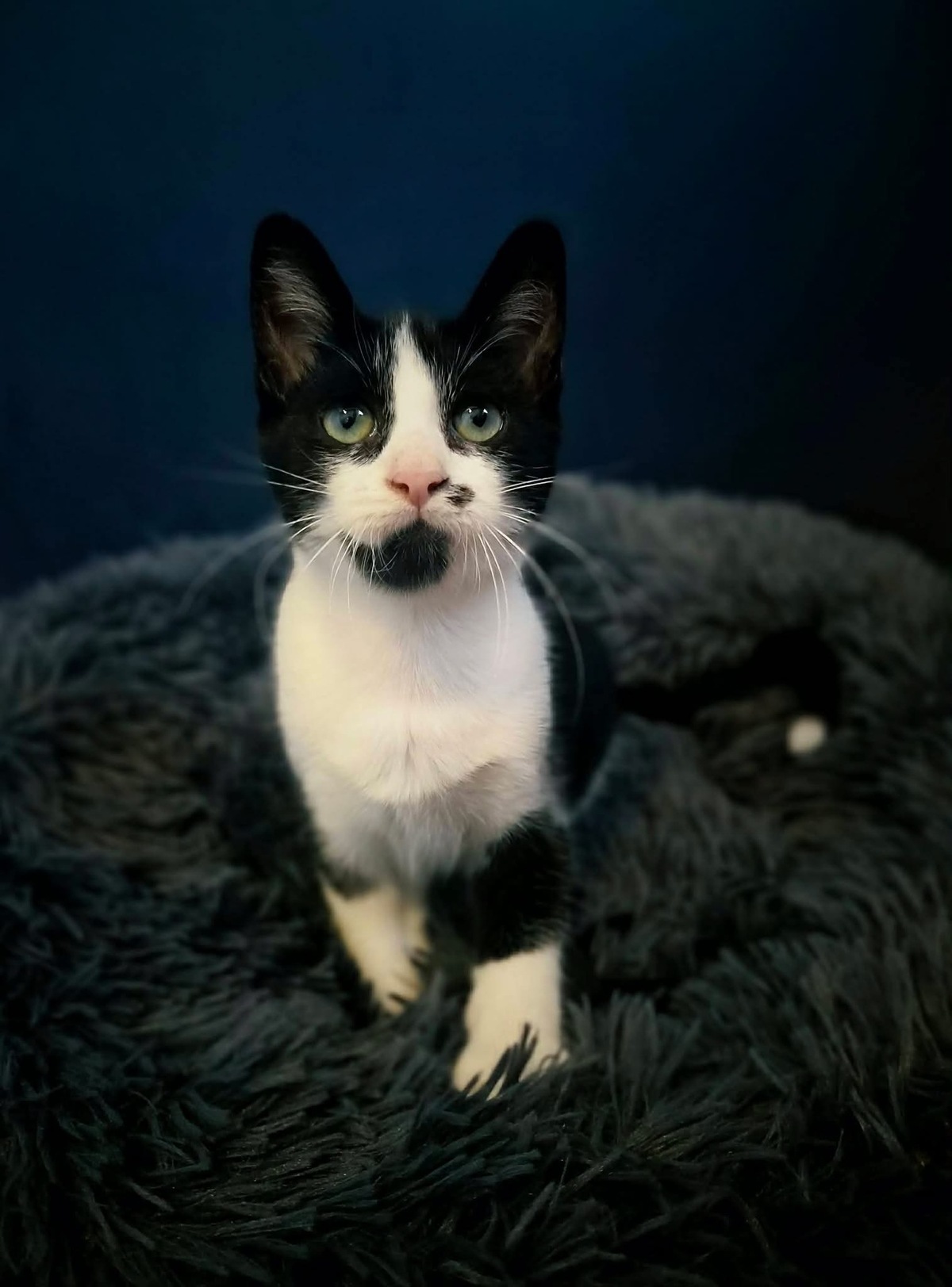 Adoption FIGARO