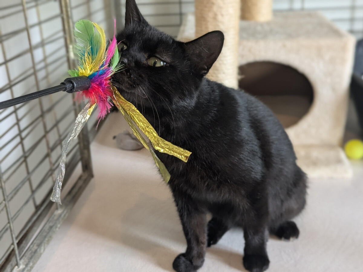 Adoption Brio